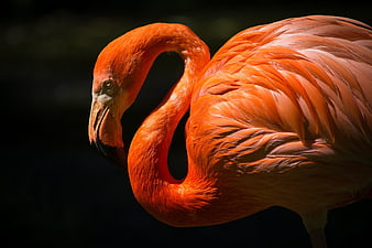 Vibrant Orange Flamingo Close-Up Portrait