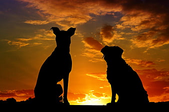 Silhouette of Two Dogs Sitting Against Dramatic Sunset Sky
