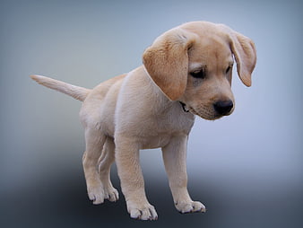 Cute Yellow Labrador Puppy Standing on Gradient Background