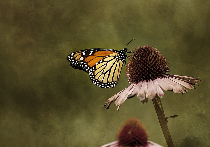 Monarch Butterfly on Purple Coneflower