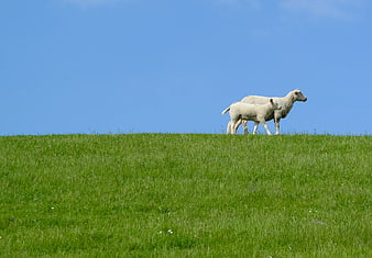 Two White Sheep Grazing on Green Hill