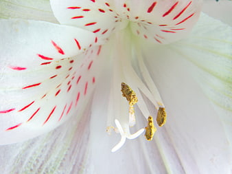 Macro Close-Up of White Lily with Red Spots and Pollen