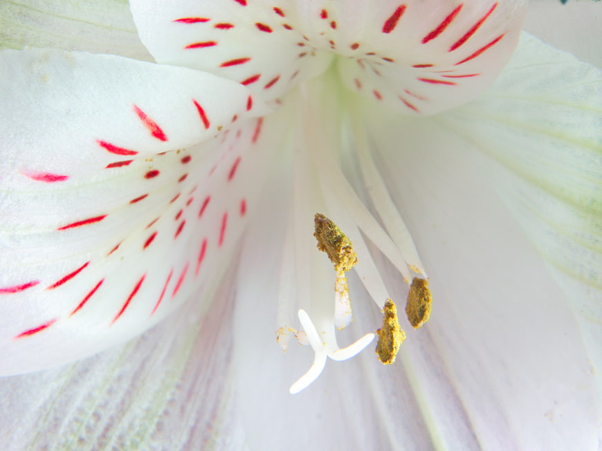 Macro Close-Up of White Lily with Red Spots and Pollen