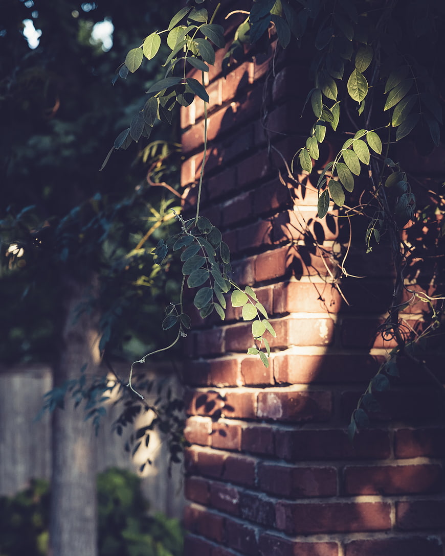 Sunlit brick wall with hanging green vines and shadows