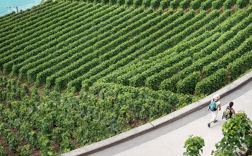 High angle view of tourists hiking along steep vineyard rows