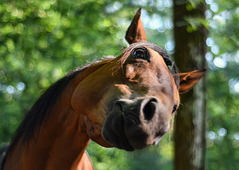 Close-up portrait of a curious brown horse head in a green forest