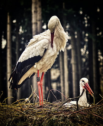 White Storks Nesting in a Forest with a Ringed Bird