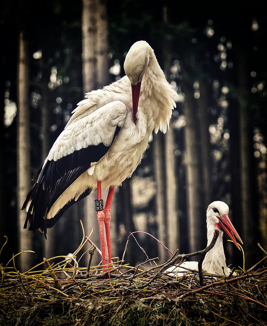 White Storks Nesting in a Forest with a Ringed Bird