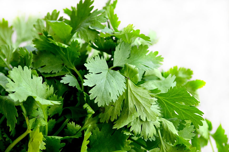 Fresh Green Cilantro Leaves on White Background