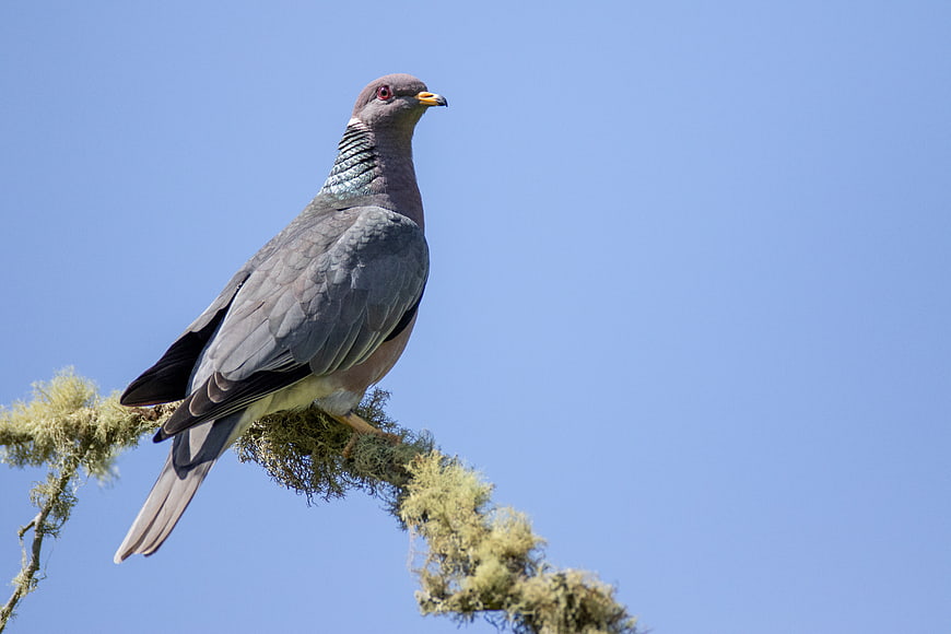 Pigeon Perched on Mossy Branch Against Blue Sky
