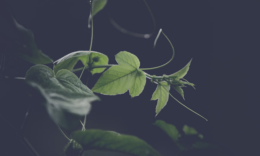 Green Vine Leaves Against Dark Blue Background