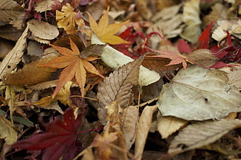 Close-up of colorful autumn leaves on the forest floor