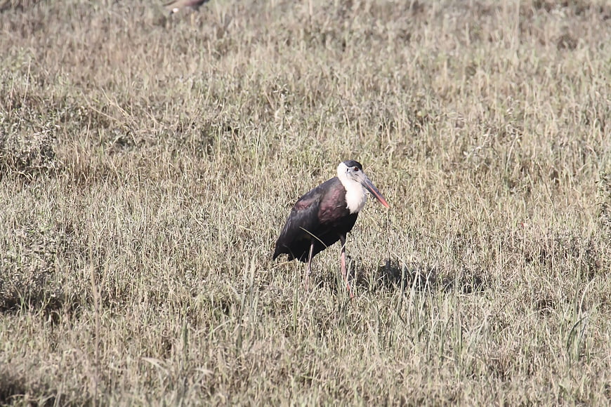 White-necked Stork Standing in Dry Grassland