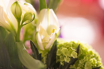 Close-up of White Lilies and Green Hydrangeas
