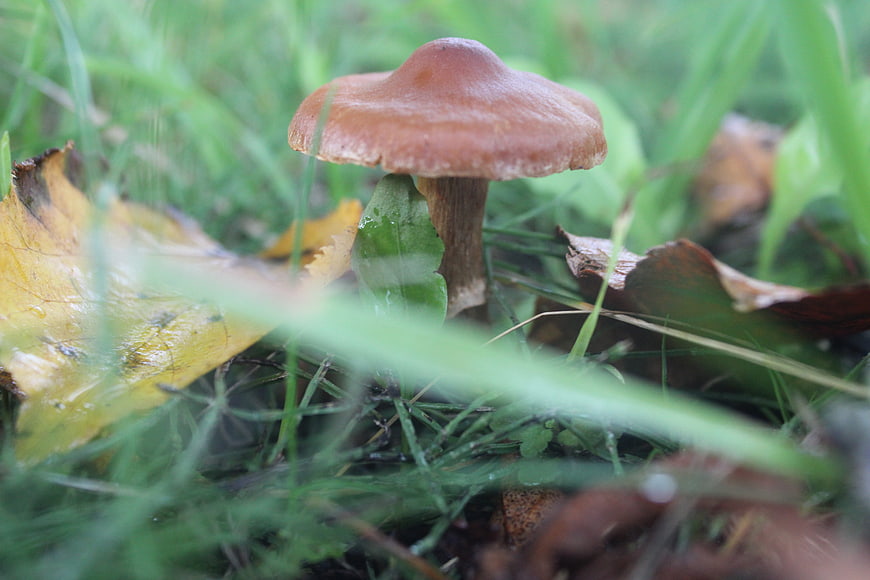 Brown mushroom growing in grass with autumn leaves