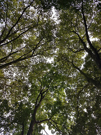 Low angle view of green forest canopy against bright sky