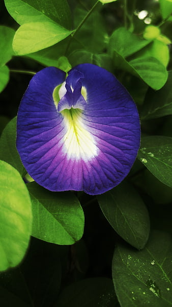 Vibrant Blue Butterfly Pea Flower Close-Up