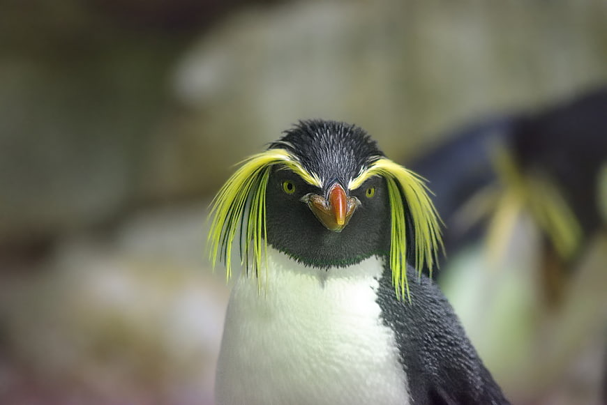 Close-up portrait of a Rockhopper Penguin with yellow crest