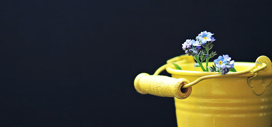 Yellow Bucket with Blue Forget-Me-Not Flowers on Dark Background
