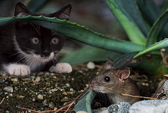 Black and white cat stalking a brown mouse near aloe plant