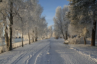 Frosty Winter Path in Snowy Park with Frozen Trees