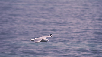 Seagull Flying Over Blue Ocean Water