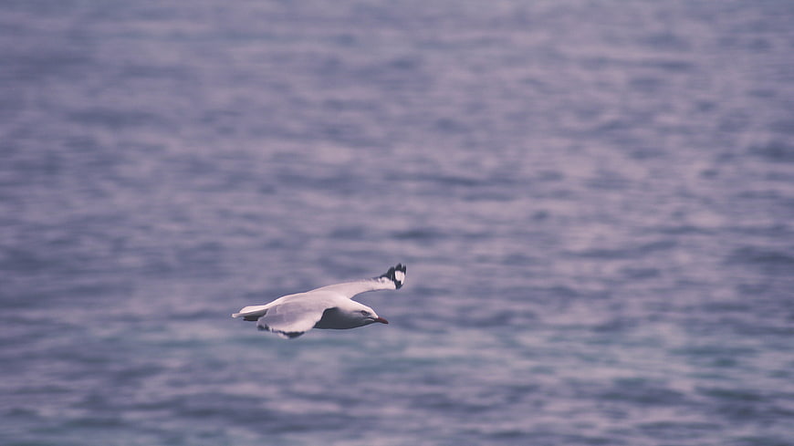 Seagull Flying Over Blue Ocean Water