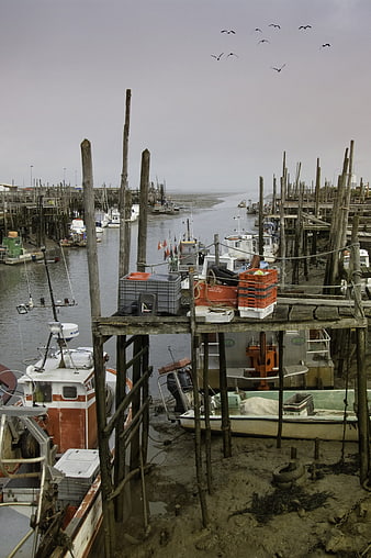Fishing boats docked in harbor at low tide with seagulls