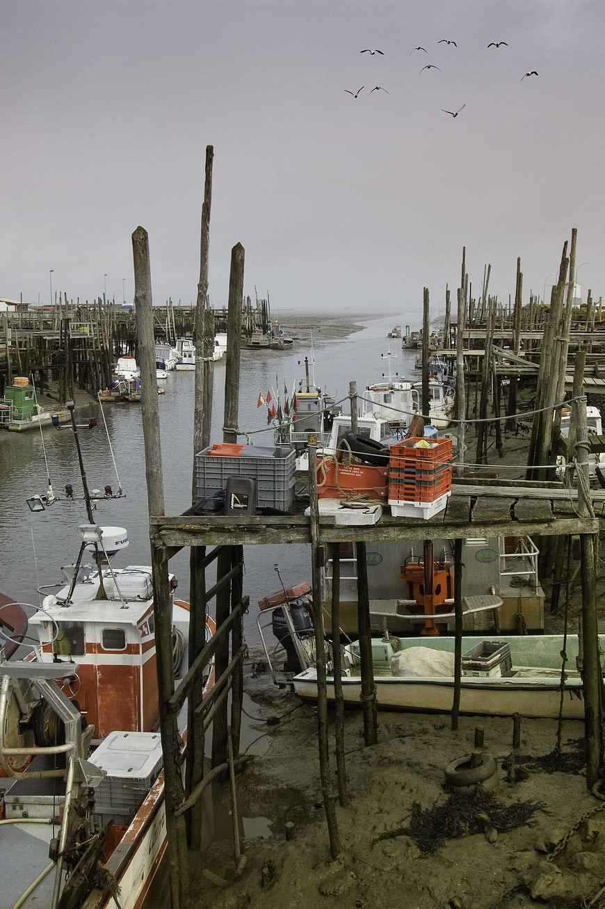 Fishing boats docked in harbor at low tide with seagulls