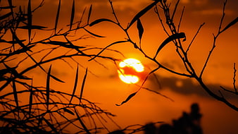 Silhouetted branches against vibrant orange sunset sky