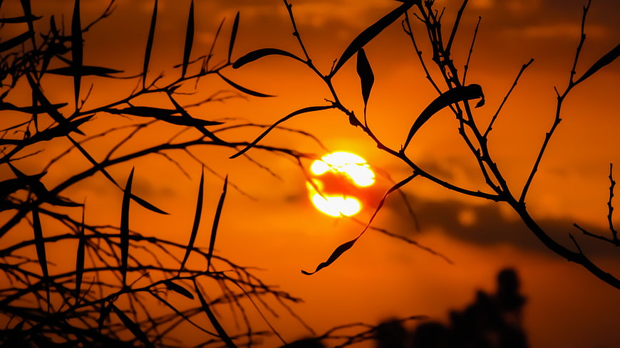 Silhouetted branches against vibrant orange sunset sky