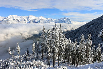 Snow-covered pine trees above sea of clouds in winter mountains