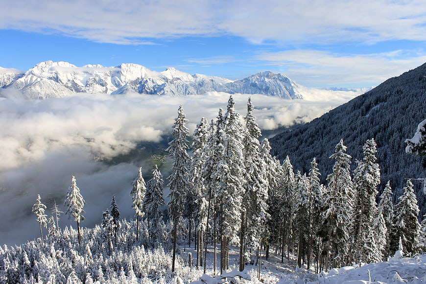Snow-covered pine trees above sea of clouds in winter mountains