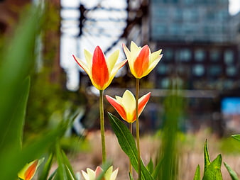 Yellow and Red Tulips Blooming in Urban Garden