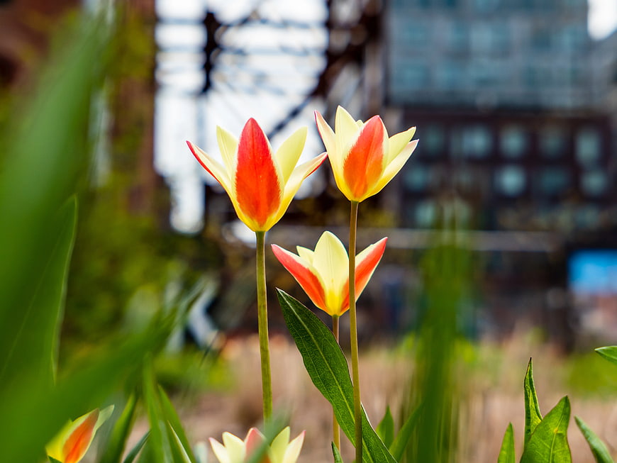 Yellow and Red Tulips Blooming in Urban Garden