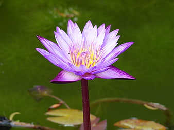 Purple Water Lily Flower Blooming on Green Pond