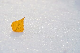 Single yellow leaf resting on white snow surface