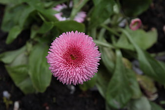 Close-up of a vibrant pink gerbera daisy in a garden