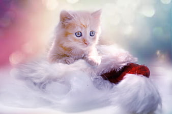 Cute Ginger Kitten in Santa Hat Christmas Portrait