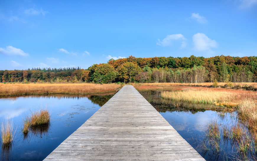 Wooden Boardwalk Through Autumn Wetland Forest