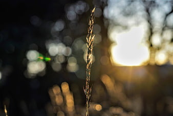 Golden grass stalk backlit by sunset with bokeh background