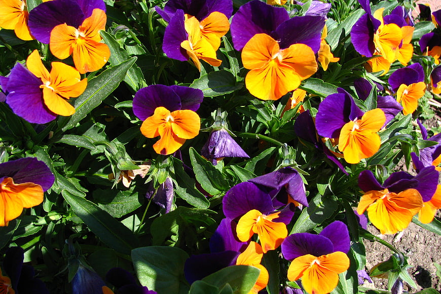 Vibrant purple and orange pansies in a garden