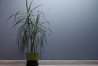 Potted Dracaena Plant on Wooden Shelf Against Gray Wall