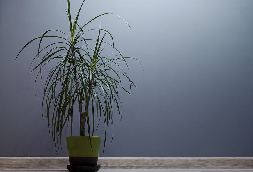Potted Dracaena Plant on Wooden Shelf Against Gray Wall