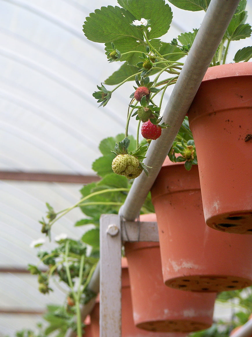 Vertical Strawberry Planters in Greenhouse