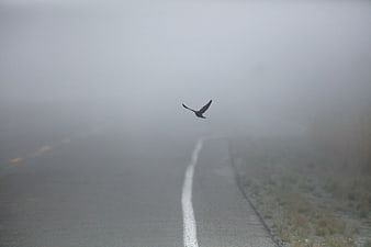 Bird Flying Over Foggy Road
