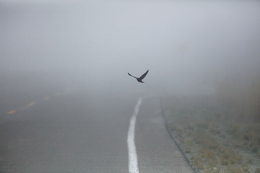 Bird Flying Over Foggy Road