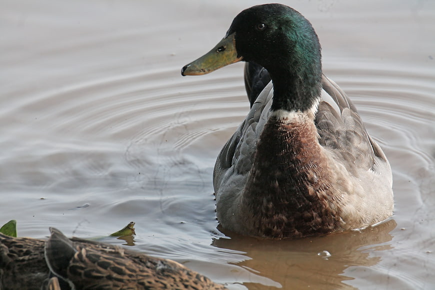 Male Mallard Duck Swimming in Murky Water