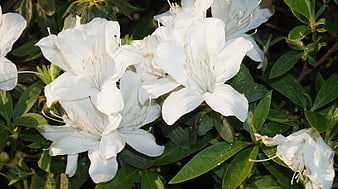 Close-up of white azalea flowers with green leaves
