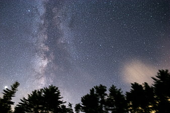 Milky Way Galaxy Over Silhouetted Pine Trees at Night
